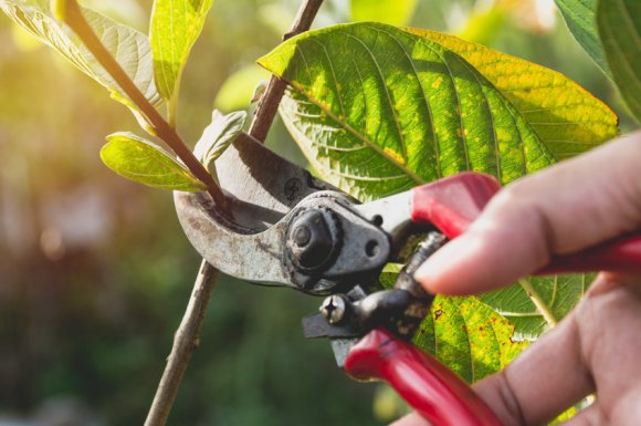 Acheter un sécateur pour jardinage au Tampon 974